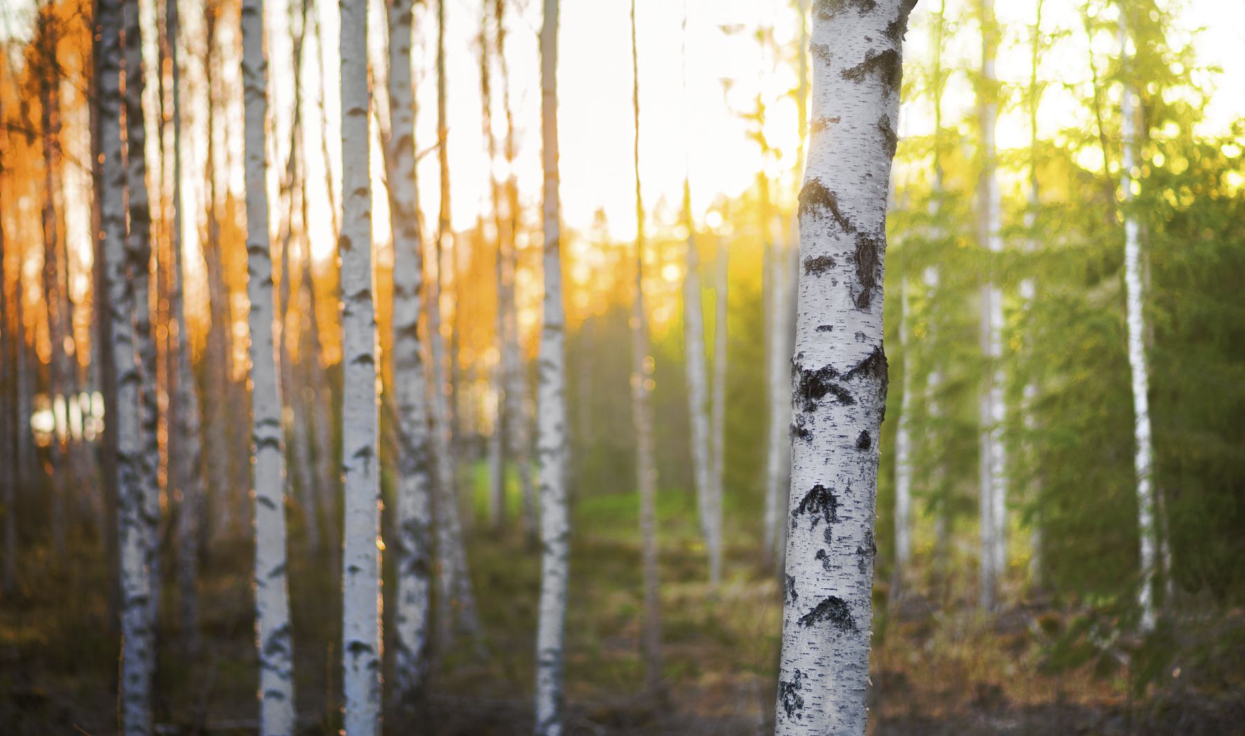 Björkskog i solljus