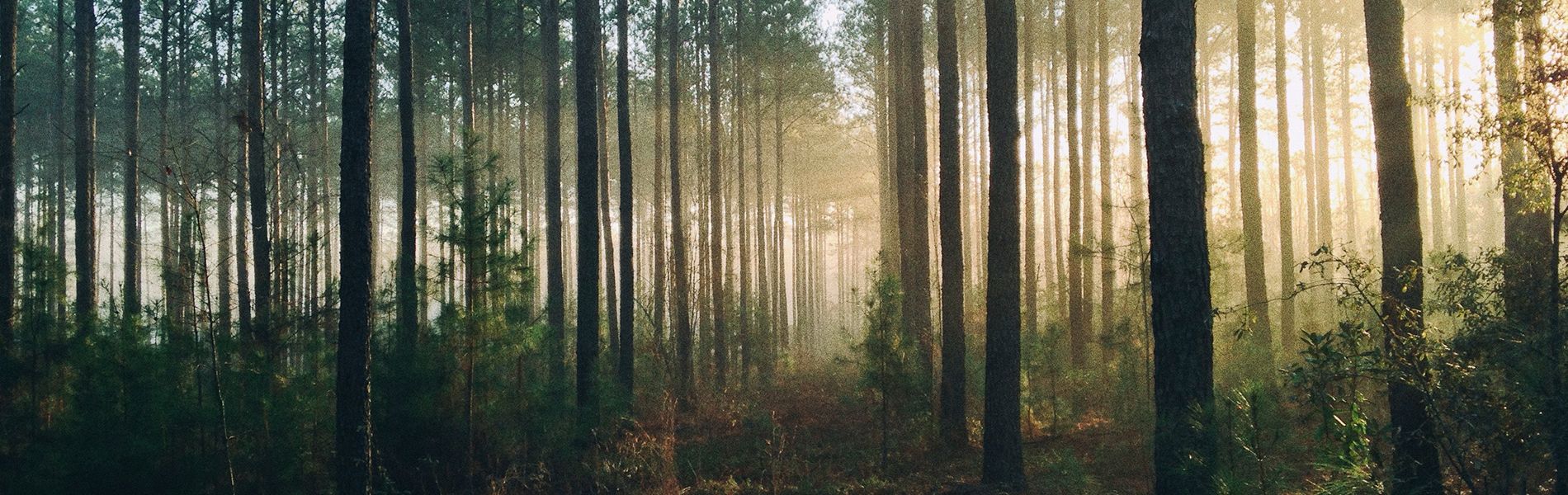 skog där solen lyser in bakom träden