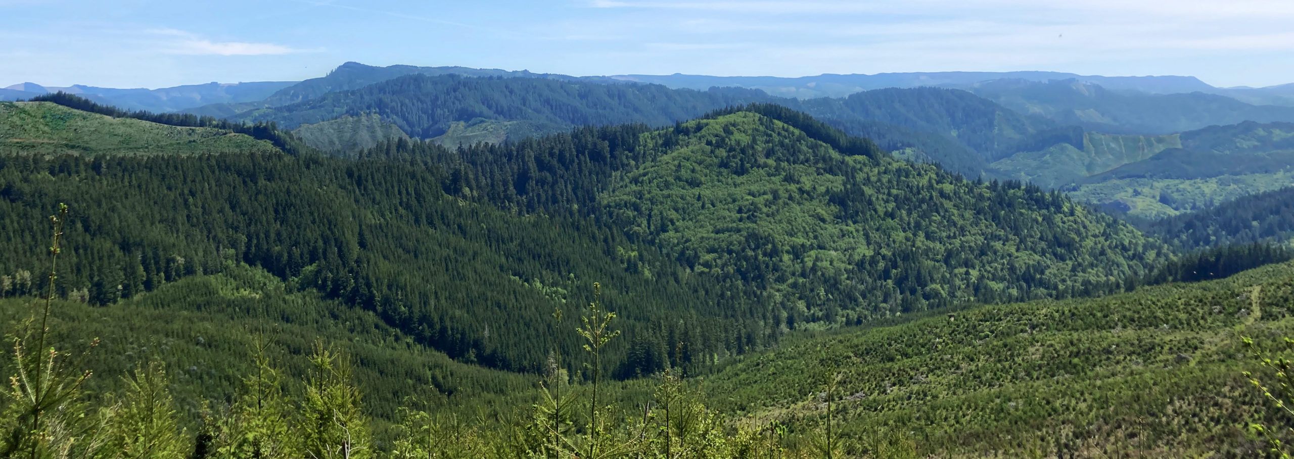 {:sv}en bild på AP3s investering i skog i USA via Three Tree Holdings{:}{:en}a view of one of the AP3 forest investments in the US via the Three Tree Holding company{:}
