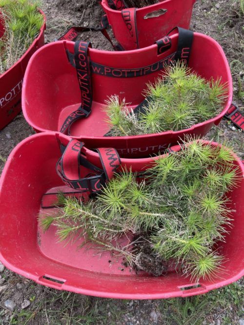 Tallplantor i Gysingeskogen
